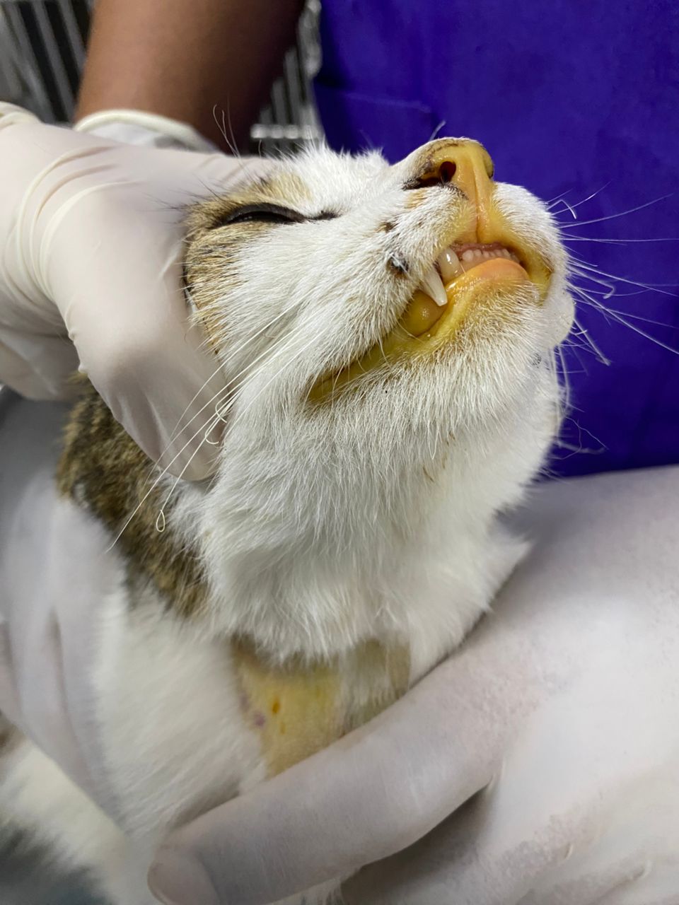 Kucing Kuning (Jaundice): Tanda Masalah Hati Serius & Bila Perlu Dibawa Ke Klinik Veterinar