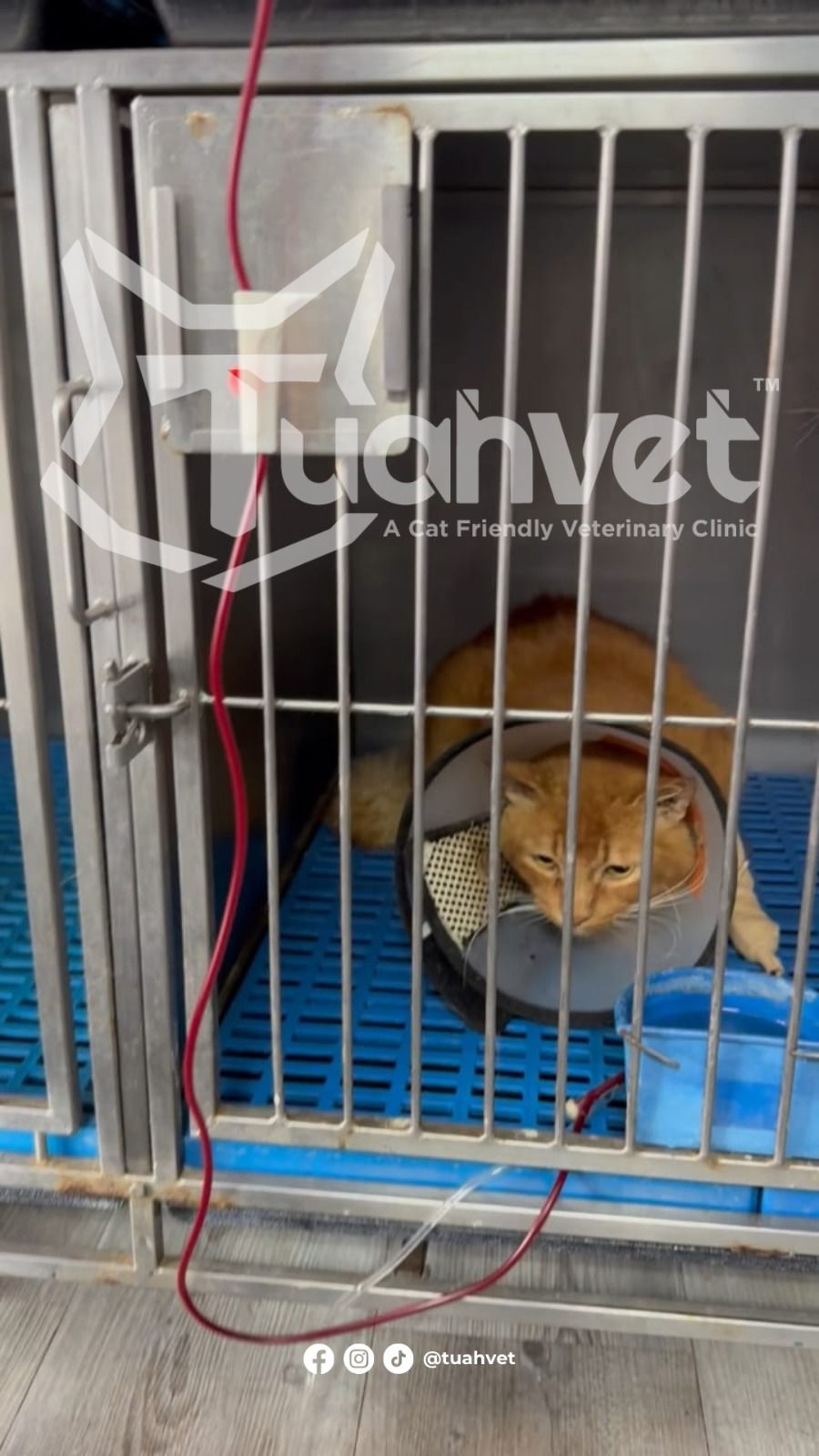 Kucing Nampak Lemah & Kuning? Kutu Kecil Boleh Jadi Punca Besar