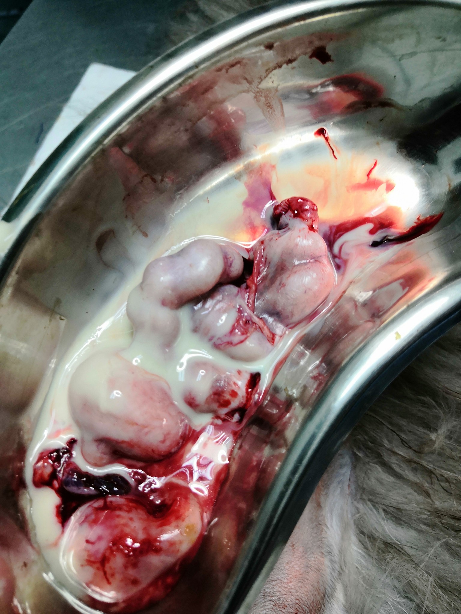 Pyometra Kucing: Bahaya Senyap Dalam Rahim